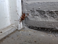 Leptoglossus occidentalis