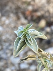 Mercurialis tomentosa