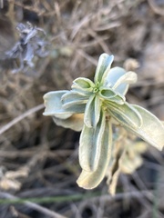 Mercurialis tomentosa
