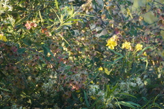 Sphedamnocarpus