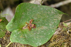 Pleurothallis fossulata