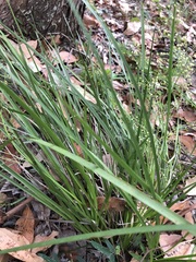 Lomandra laxa