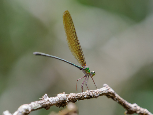 Madagascar demoiselle