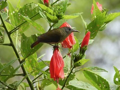 Aethopyga temminckii