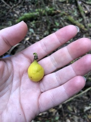 Passiflora tetrandra