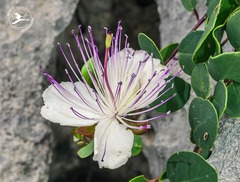 Capparis spinosa