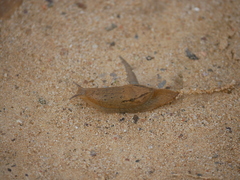 Drusia valenciennii