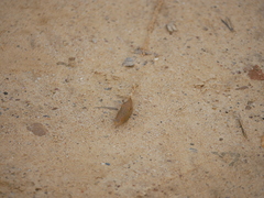 Drusia valenciennii