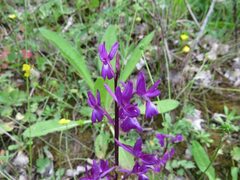 Anacamptis laxiflora