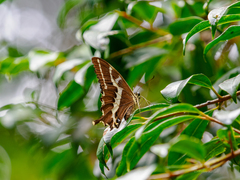 Papilio delalandei