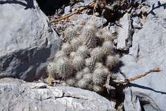 Escobaria tuberculosa