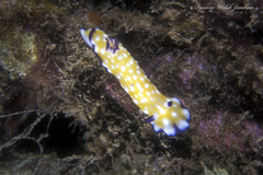 Goniobranchus vibratus