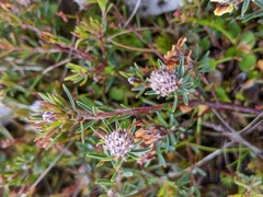 Pultenaea dentata