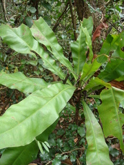 Ancistrocladus tectorius