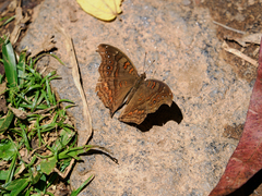 Junonia goudotii