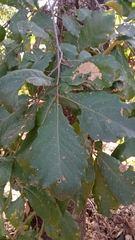 Quercus obtusata