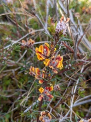 Pultenaea dentata