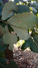 Quercus obtusata