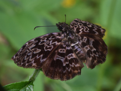 Cycloglypha thrasibulus thrasibulus