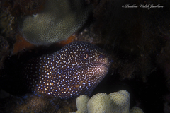 Gymnothorax meleagris