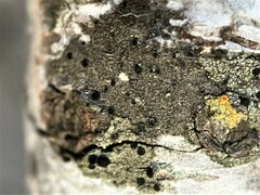 Rinodina