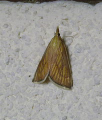 Nascia cilialis