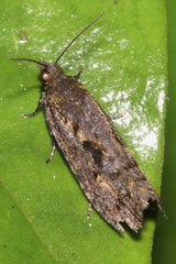 Cryptaspasma querula