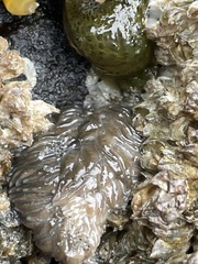 Aeolidia
