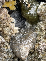 Aeolidia
