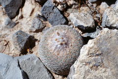 Epithelantha greggii