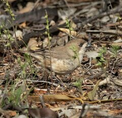 Aphelocephala leucopsis