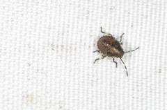 Pentatomini