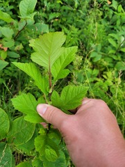 Crataegus maximowiczii