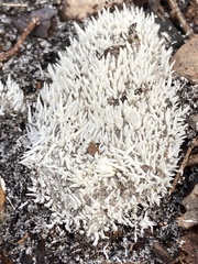 Ceratiomyxa