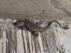 Sceloporus huichol