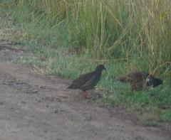Pternistis natalensis