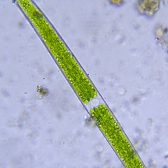 Closterium acerosum