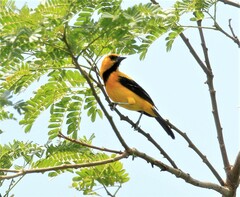 Icterus nigrogularis