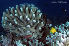 Pseudocheilinus octotaenia