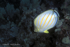 Chaetodon ornatissimus