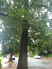Liriodendron tulipifera
