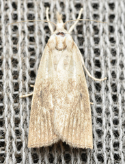 Calamotropha paludella