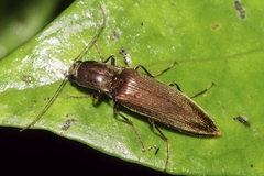Ochosternus zealandicus