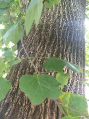 Liriodendron tulipifera