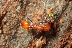 Chelaner antarcticus