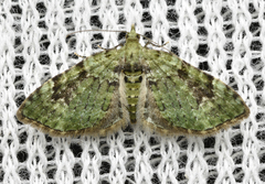 Chloroclystis v-ata