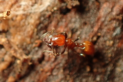 Chelaner antarcticus