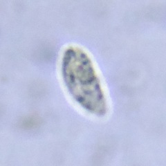 Cryptomonas paramecium
