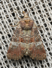 Mesoligia literosa