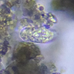Cryptomonas paramecium